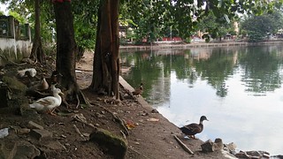 Many temple ponds in Guwahati are home to several rare and endangered species of turtles. Concretising pond banks robs turtles of their breeding space.